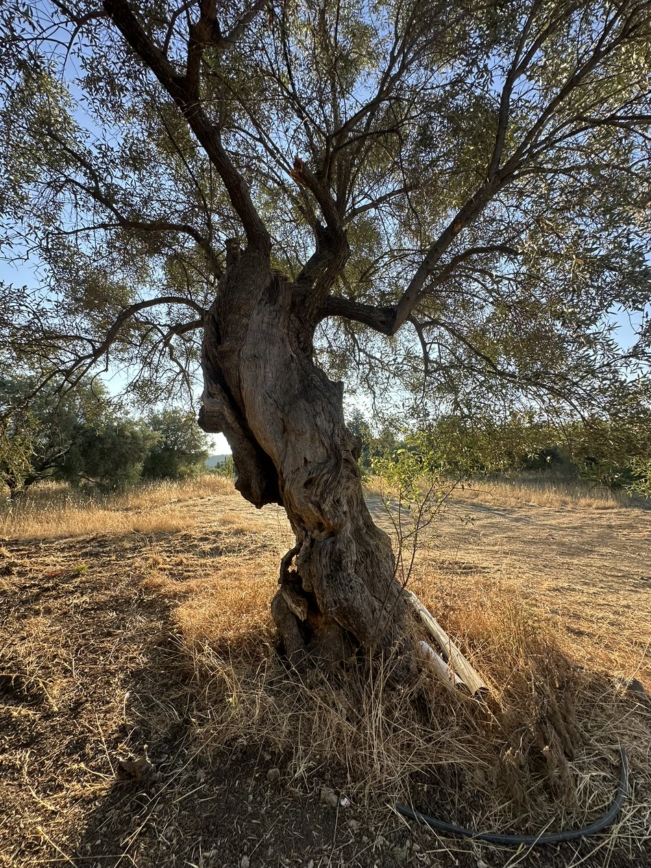 Centuries-old olive tree in Vasiliki, Lefkada, next to the CLT house construction site